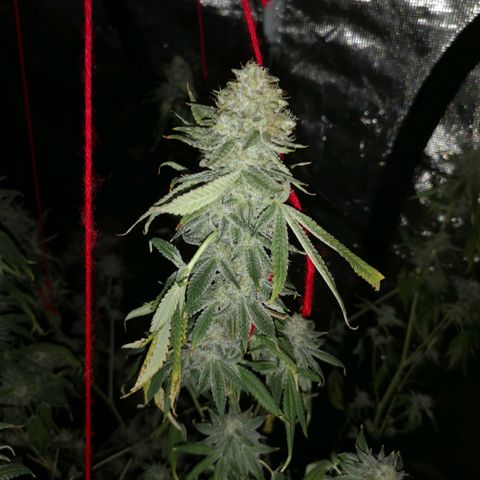 Orange cookie chem growlog timeline photo