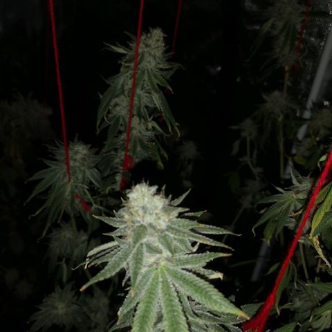 Orange cookie chem growlog timeline photo