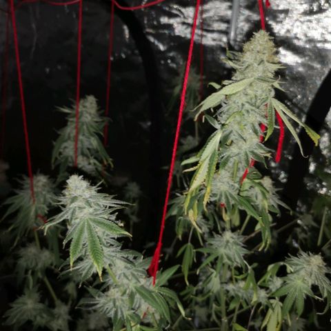 Orange cookie chem growlog timeline photo