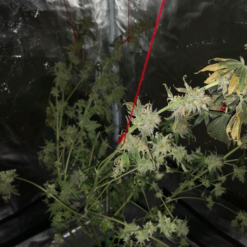 Mandarin cookies v3 growlog timeline photo
