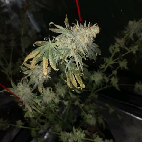 Mandarin cookies v3 growlog timeline photo
