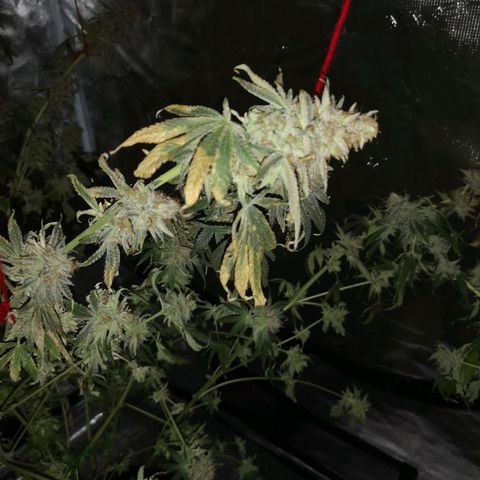Mandarin cookies v3 growlog timeline photo