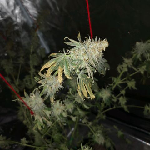 Mandarin cookies v3 growlog timeline photo