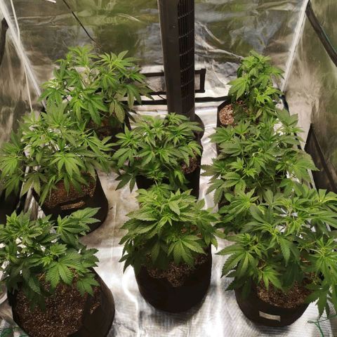 Critical pk growlog timeline photo