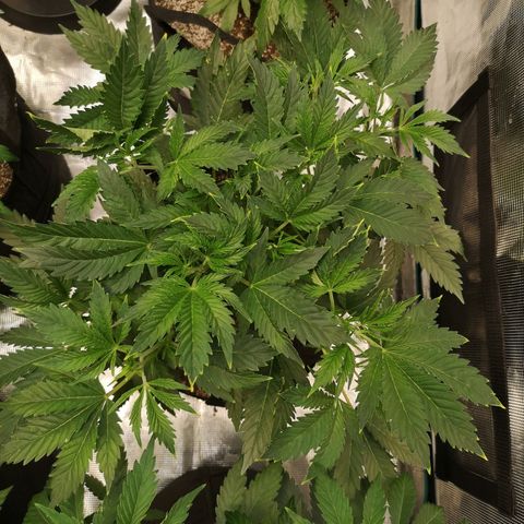 white wedding growlog timeline photo