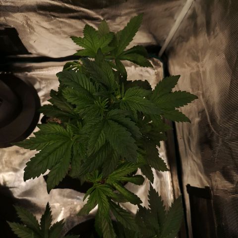 Cherry gar see ya growlog timeline photo
