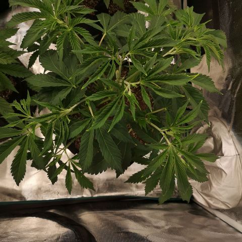 Runtz s1 growlog timeline photo