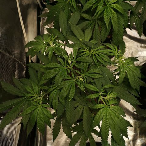Critical pk growlog timeline photo