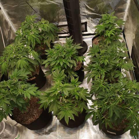 Critical pk growlog timeline photo