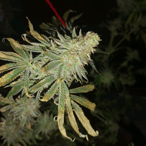 Mandarin cookies v3 growlog timeline photo