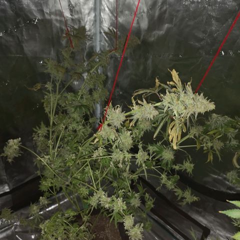 Mandarin cookies v3 growlog timeline photo