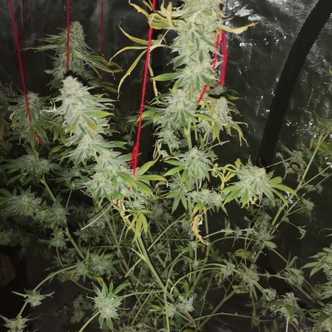 Orange cookie chem growlog timeline photo