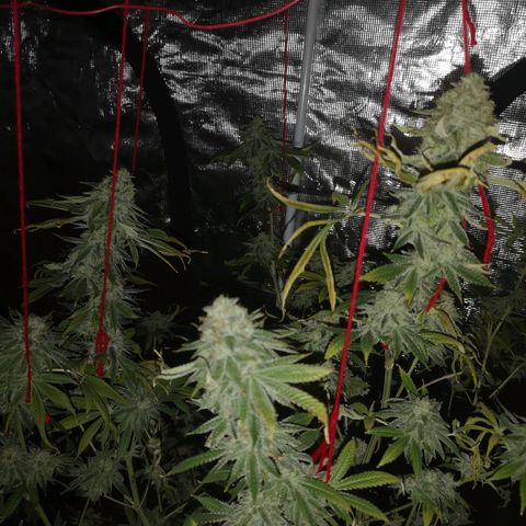 Orange cookie chem growlog timeline photo