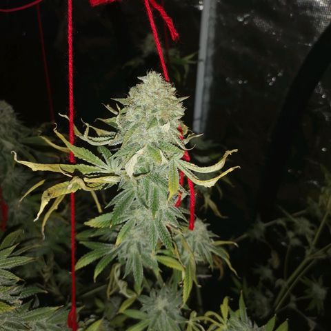 Orange cookie chem growlog timeline photo