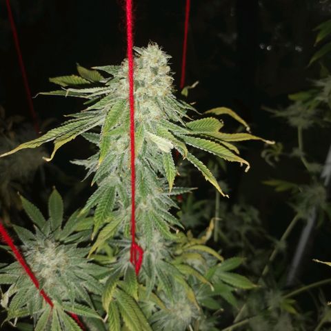 Orange cookie chem growlog timeline photo
