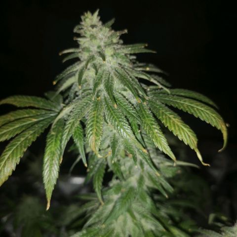 Planet of the grapes  growlog timeline photo