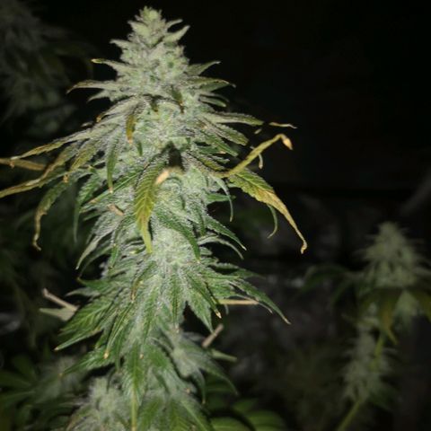 Planet of the grapes  growlog timeline photo