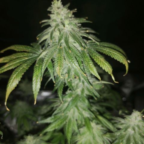 Planet of the grapes  growlog timeline photo