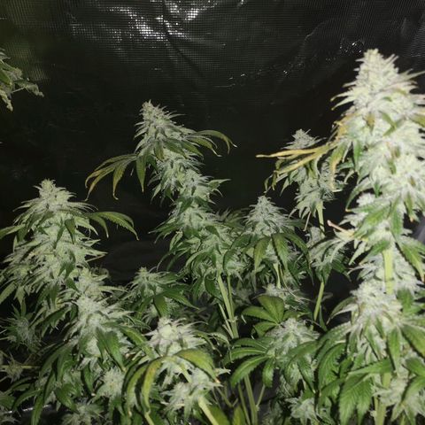 Planet of the grapes  growlog timeline photo