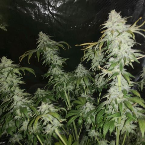 Planet of the grapes  growlog timeline photo