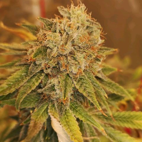 Orange cookie chem growlog timeline photo