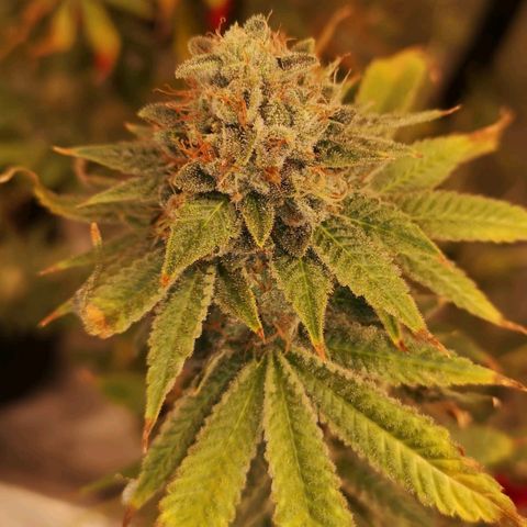 Orange cookie chem growlog timeline photo