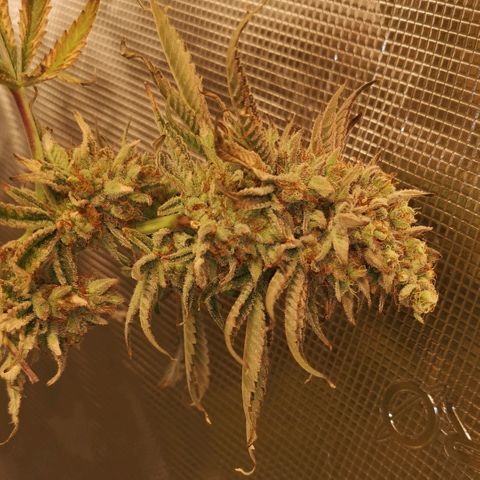 Mandarin cookies v3 growlog timeline photo