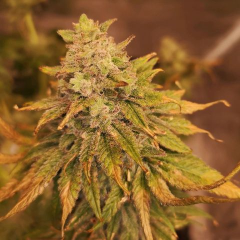 Planet of the grapes  growlog timeline photo