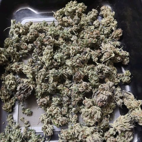 Blueberry cookies growlog timeline photo