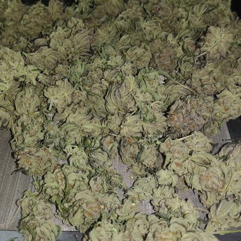 Blueberry cookies growlog timeline photo