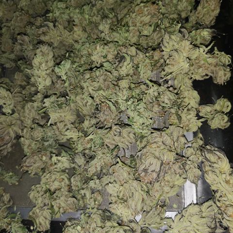 Blueberry cookies growlog timeline photo