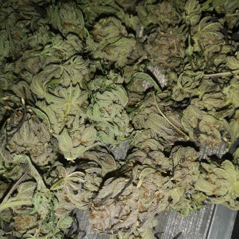 Blueberry cookies growlog timeline photo