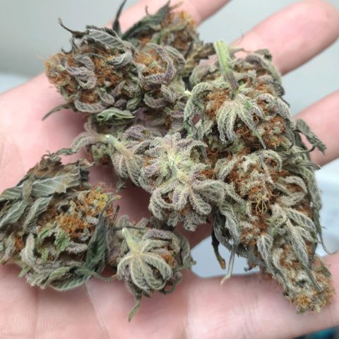 Banana daddy growlog timeline photo