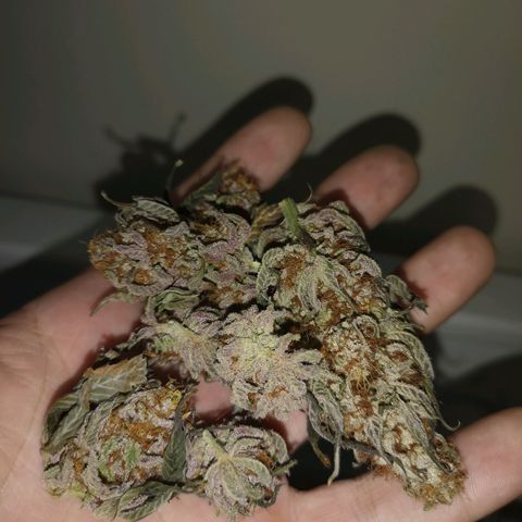 Banana daddy growlog timeline photo