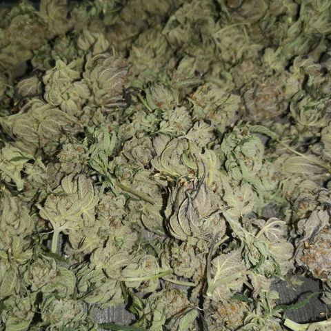 Blueberry cookies growlog timeline photo