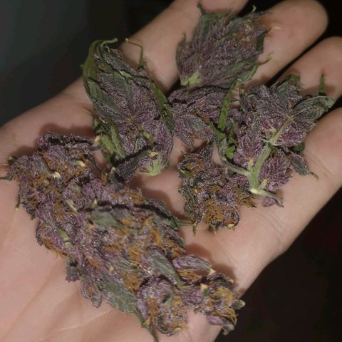 Tropicanna poison fast growlog timeline photo
