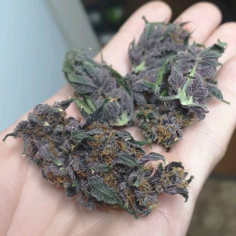 Tropicanna poison fast growlog timeline photo