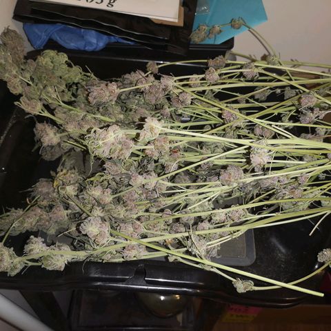 Banana daddy growlog timeline photo