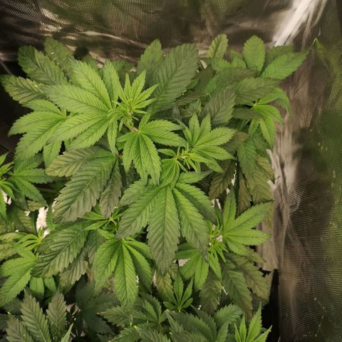 Cherry gar see ya growlog timeline photo