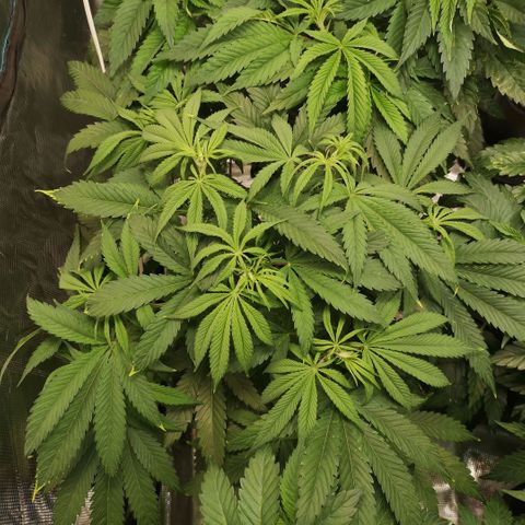Critical pk growlog timeline photo