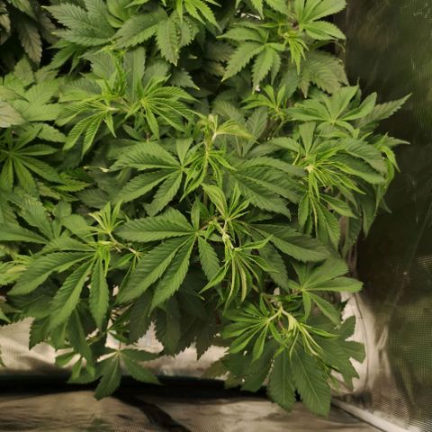 Runtz s1 growlog timeline photo