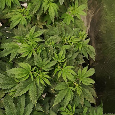 white wedding growlog timeline photo