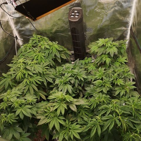 Critical pk growlog timeline photo