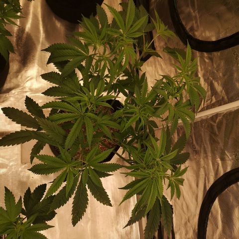 Cheezy poofs growlog timeline photo