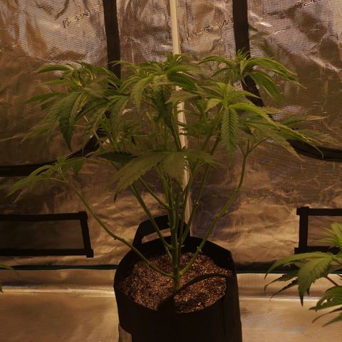 Cheezy poofs growlog timeline photo