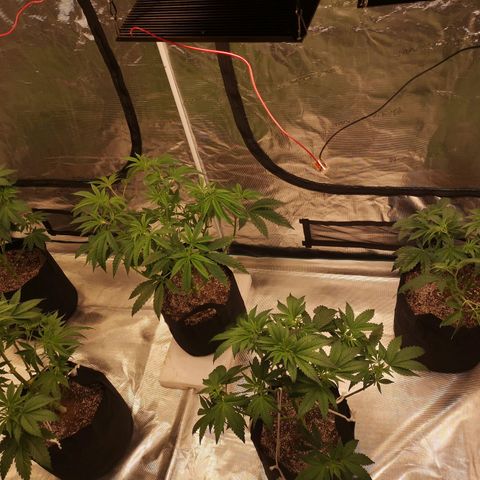 Cheezy poofs growlog timeline photo