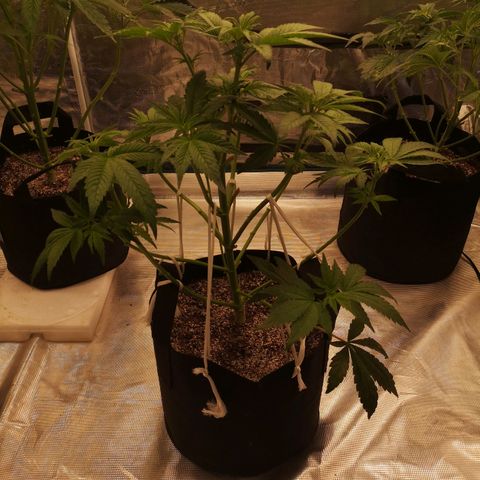 Cherry gar see ya growlog timeline photo