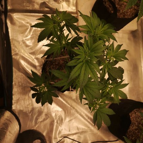 Cherry gar see ya growlog timeline photo