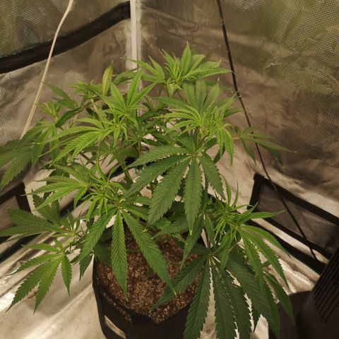 Critical pk growlog timeline photo
