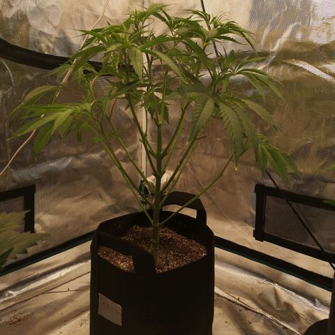 Critical pk growlog timeline photo